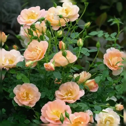 Осо Ізі Пічі Крім Троянда / Rosa Oso Easy Peachy Cream