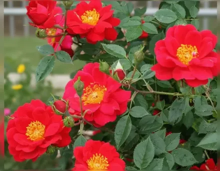 Осо Ізі Урбан Ледженд Троянда / Rosa Oso Easy Urban Legend