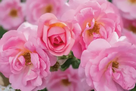 Пічі Нок Аут Троянда / Rosa Peachy Knock Out