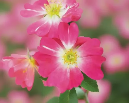 Пінк Дріфт Троянда / Rosa Pink Drift