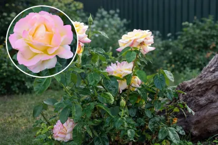 Піс Троянда / Rosa Peace