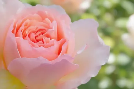 Принцеса Шарлен де Монако Троянда / Rosa Princesse Charlene de Monaco