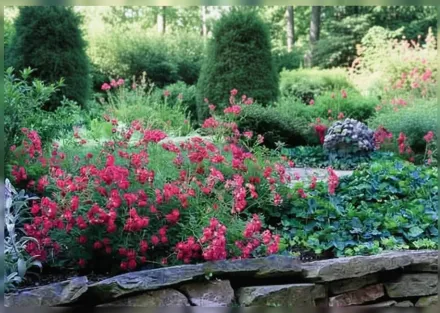 Red Drift Rosa / Троянда Ред Дріфт