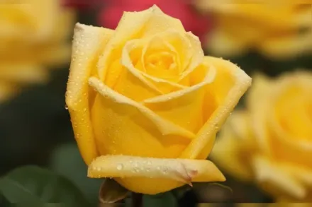 Троянда Рейдіант Перфюм