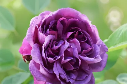 Reine des Violettes Rosa / Троянда Рен де Віолетт