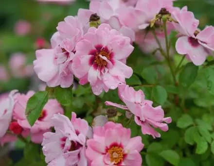 Ringo Double Pink Rosa / Троянда Рінго Дабл Пінк