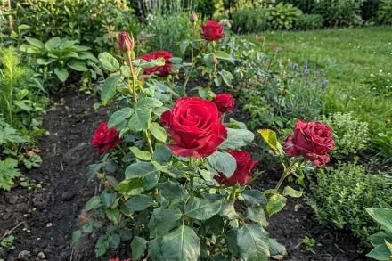 Троянда Родос / Rosa Rhodos