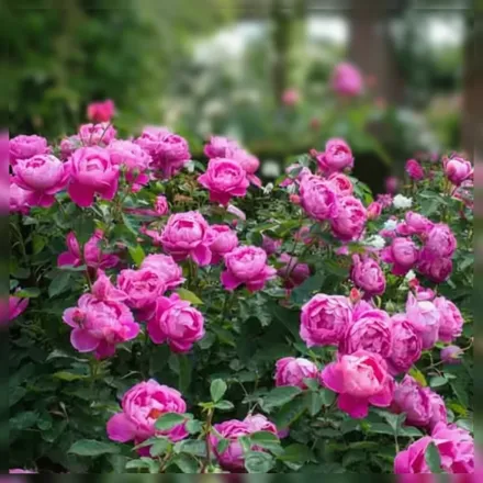 Royal Jubilee Rosa / Троянда Роял Джубілі