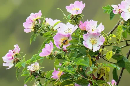 Rosa rubiginosa / Троянда рубігіноза