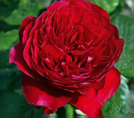 Rouge Royale Rosa / Троянда Руж Рояль