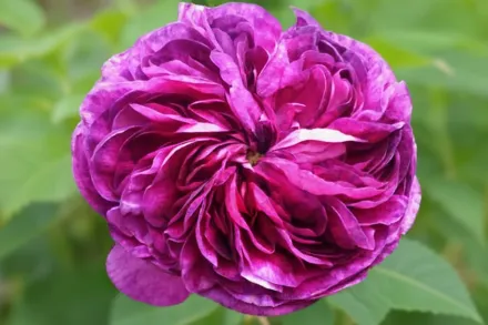 Шарль де Мілль Троянда / Rosa Charles de Mills