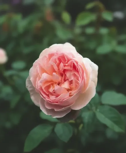 Троянда Шарифa Асма / Rosa Sharifa Asma