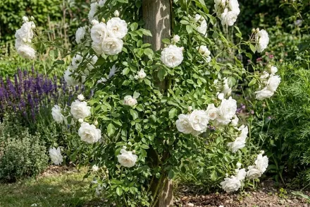 Троянда Шнеевальцер / Rosa Schneewalzer 87