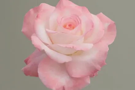 Secret Rosa / Троянда Сікрет