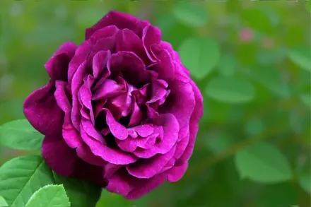 Сувенір дю Доктер Жамен Троянда / Rosa Souvenir du Docteur Jamain