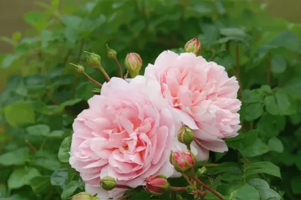 Wildeve Rosa / Троянда Вайлдів