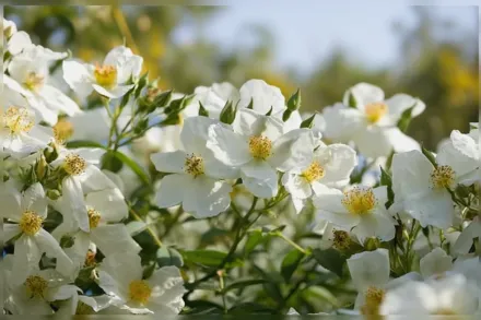 Wickwar Rosa / Троянда Віквар