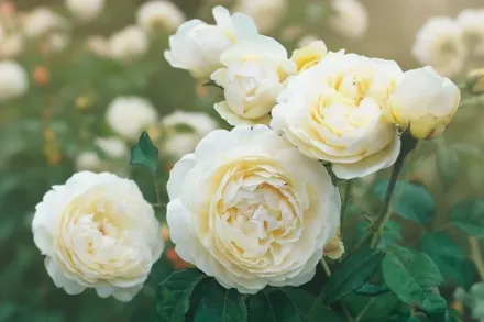 Windermere Rosa / Троянда Віндермір