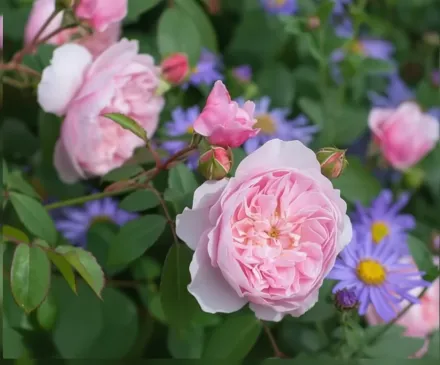 Wisley 2008 Rosa / Троянда Візлі 2008