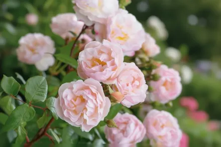 Зе Леді оф зе Лейк Троянда / Rosa The Lady of the Lake