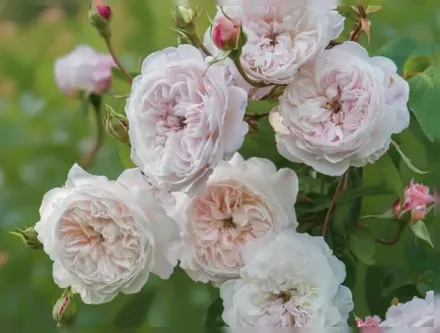 Зе Олбрайтон Рамблер Троянда / Rosa The Albrighton Rambler