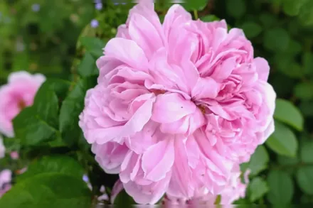 Jacques Cartier Rosa / Троянда Жак Картьє