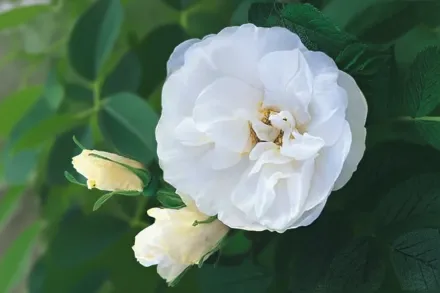 Бланк Дабл де Кубер Троянда зморшкувата / Rosa rugosa Blanc Double de Coubert