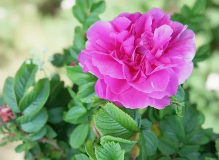 Ганса Троянда зморшкувата / Rosa rugosa Hansa