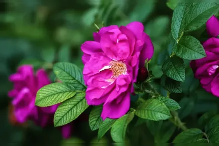 Перпл Павмент Троянда зморшкувата / Rosa rugosa Purple Pavement