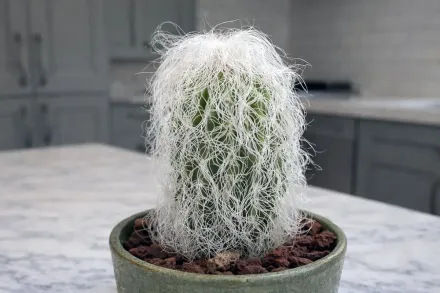 Cephalocereus senilis / Цефалоцереус сеніліс