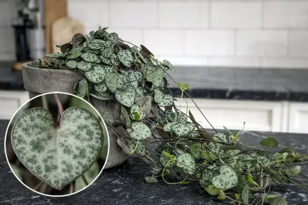 Церопегія Вуда / Ceropegia woodii