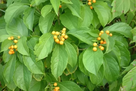 Celastrus scandens / Ціластр обвитий