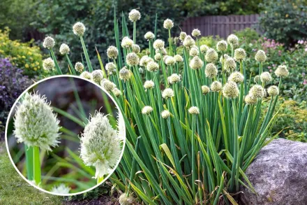 Цибуля батун