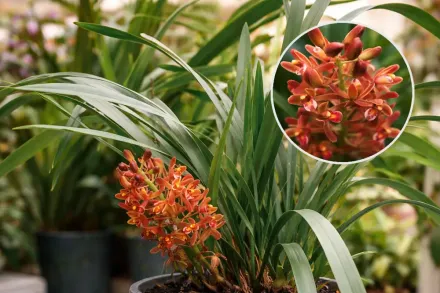 Cymbidium floribundum / Цимбідіум багатоквітковий