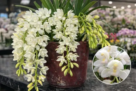 Сара Джин «Айс Каскейд» Цимбідіум / Cymbidium Sarah Jean gx Ice Cascade