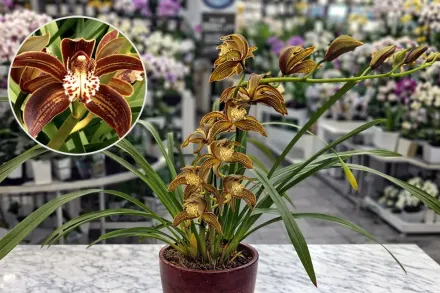 Cymbidium tracyanum / Цимбідіум Трейсі