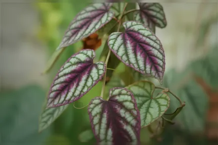 Цисус різнобарвний / Cissus discolor