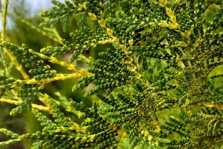 Туя Перк Влаандерен / Thuja occidentalis Perk Vlaanderen