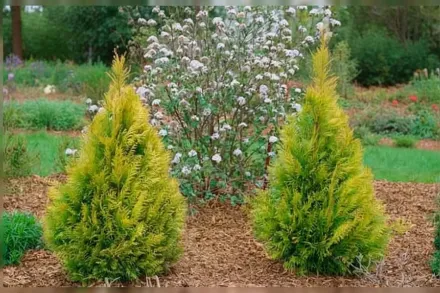 Флаффі Туя складчаста / Thuja plicata Fluffy