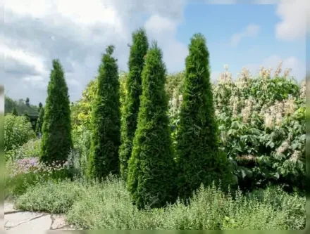 Американ Піллар Туя західна / Thuja occidentalis American Pillar