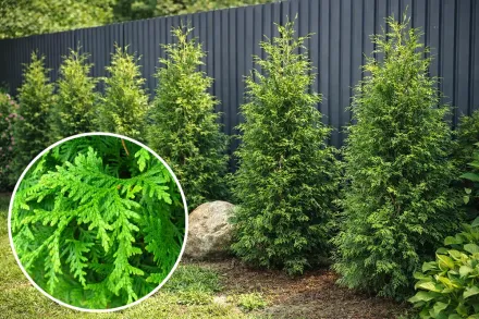 Туя західна Брабант