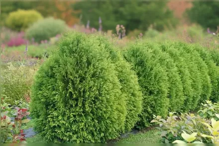 Чір Дропс Туя західна / Thuja occidentalis Cheer Drops