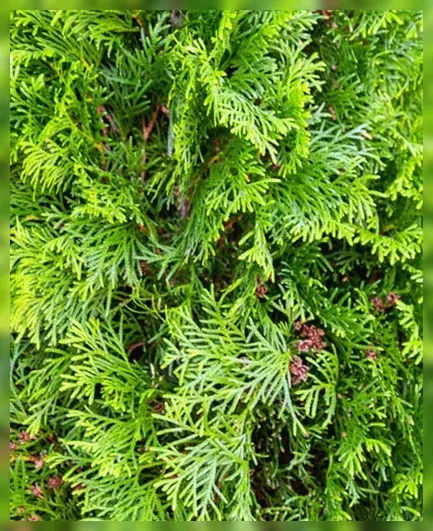 Degroot’s Spire Thuja occidentalis / Туя західна Дегрутс Спайр