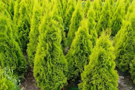 Janed Gold Thuja occidentalis / Туя західна Джанет Голд