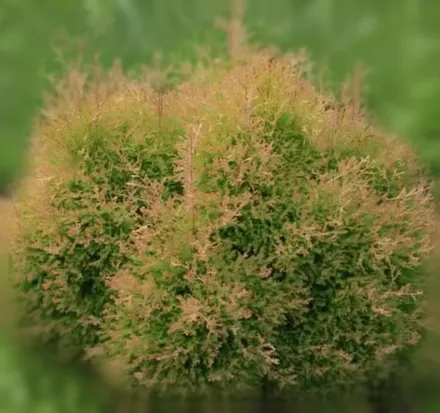 Фаєр Чіф Туя західна / Thuja occidentalis Fire Chief