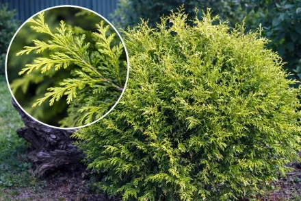 Голден Глоб Туя західна / Thuja occidentalis Golden Globe
