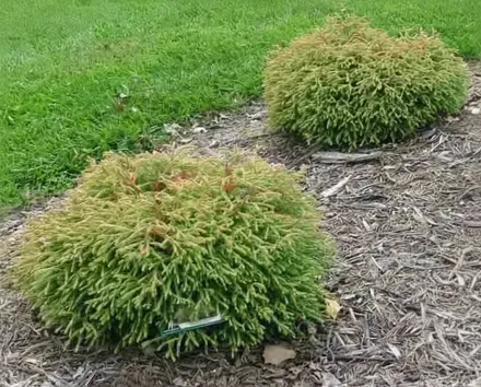 Голден Таффет Туя західна / Thuja occidentalis Golden Tuffet