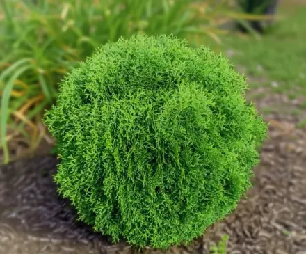 Хетц Міджет Туя західна / Thuja occidentalis Hetz Midget