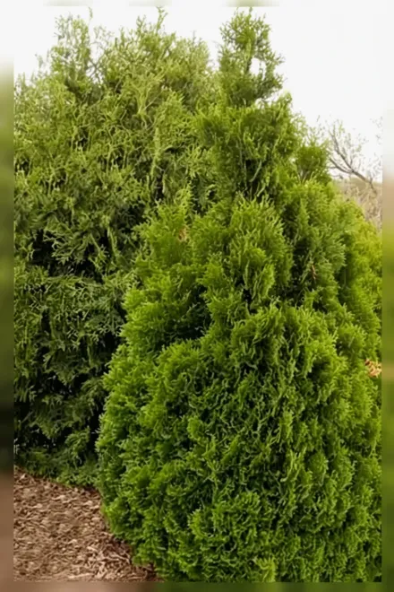 Хольмструп Туя західна / Thuja occidentalis Holmstrup