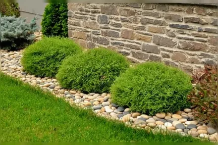 Містер Боулінг Бол Туя західна / Thuja occidentalis Mr. Bowling Ball